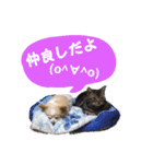 わんにゃんスタ（個別スタンプ：3）