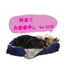 わんにゃんスタ（個別スタンプ：4）