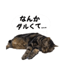 わんにゃんスタ（個別スタンプ：6）