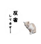わんにゃんスタ（個別スタンプ：7）