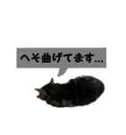 わんにゃんスタ（個別スタンプ：9）