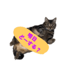 わんにゃんスタ（個別スタンプ：10）