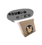わんにゃんスタ（個別スタンプ：11）