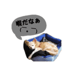 わんにゃんスタ（個別スタンプ：12）