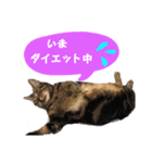わんにゃんスタ（個別スタンプ：15）