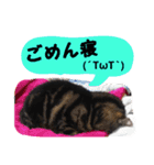 わんにゃんスタ（個別スタンプ：16）