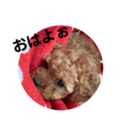 可愛いトイプードルの日常会話（個別スタンプ：1）