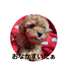 可愛いトイプードルの日常会話（個別スタンプ：8）