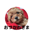 可愛いトイプードルの日常会話（個別スタンプ：10）