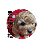 可愛いトイプードルの日常会話（個別スタンプ：16）