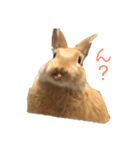 うちのうさぎのチップくんだよ（個別スタンプ：1）