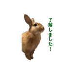 うちのうさぎのチップくんだよ（個別スタンプ：3）