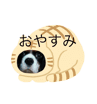 キャバリア stamp（個別スタンプ：3）