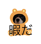 キャバリア stamp（個別スタンプ：8）