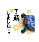 新人営業カメ吉（個別スタンプ：6）