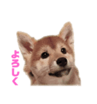 柴犬のピノ（個別スタンプ：1）