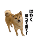 柴犬のピノ（個別スタンプ：3）