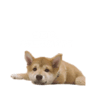 柴犬のピノ（個別スタンプ：6）