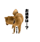 柴犬のピノ（個別スタンプ：7）