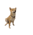 柴犬のピノ（個別スタンプ：8）