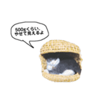 めるわたどく3（個別スタンプ：13）