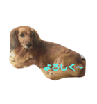 DOG☆犬組ミニチュアダックスNO.1（個別スタンプ：2）
