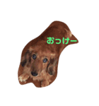 DOG☆犬組ミニチュアダックスNO.1（個別スタンプ：5）