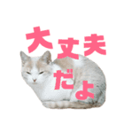 ひこ＆くにゃ 10（個別スタンプ：14）