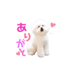 トイプードルの にこちゃん（個別スタンプ：1）