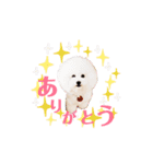 トイプードルの にこちゃん（個別スタンプ：2）