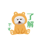 トイプードルの にこちゃん（個別スタンプ：3）