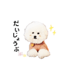 トイプードルの にこちゃん（個別スタンプ：4）