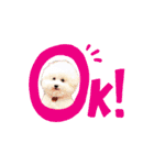 トイプードルの にこちゃん（個別スタンプ：6）
