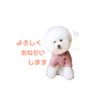 トイプードルの にこちゃん（個別スタンプ：8）