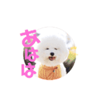 トイプードルの にこちゃん（個別スタンプ：9）