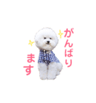 トイプードルの にこちゃん（個別スタンプ：12）