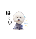 トイプードルの にこちゃん（個別スタンプ：15）