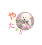 トイプードルの にこちゃん（個別スタンプ：20）