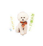 トイプードルの にこちゃん（個別スタンプ：22）