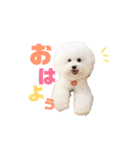 トイプードルの にこちゃん（個別スタンプ：23）