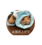 Caviidae（個別スタンプ：1）