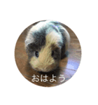 Caviidae（個別スタンプ：2）