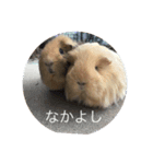 Caviidae（個別スタンプ：3）