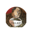Caviidae（個別スタンプ：4）