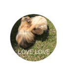Caviidae（個別スタンプ：5）