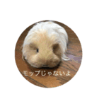 Caviidae（個別スタンプ：6）