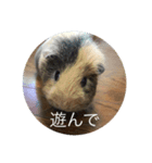 Caviidae（個別スタンプ：7）