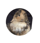Caviidae（個別スタンプ：8）