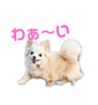 チワワ marine（個別スタンプ：5）
