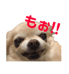 チワワ marine（個別スタンプ：6）